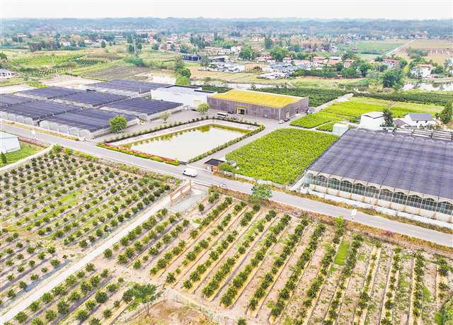 On September 20, at the Tongnan Lemon Seedling Breeding Center which is equipped with breeding infrastructure such as greenhouse and open-air nursery fields (Photographed by Zhang Jinhui / Visual Chongqing)