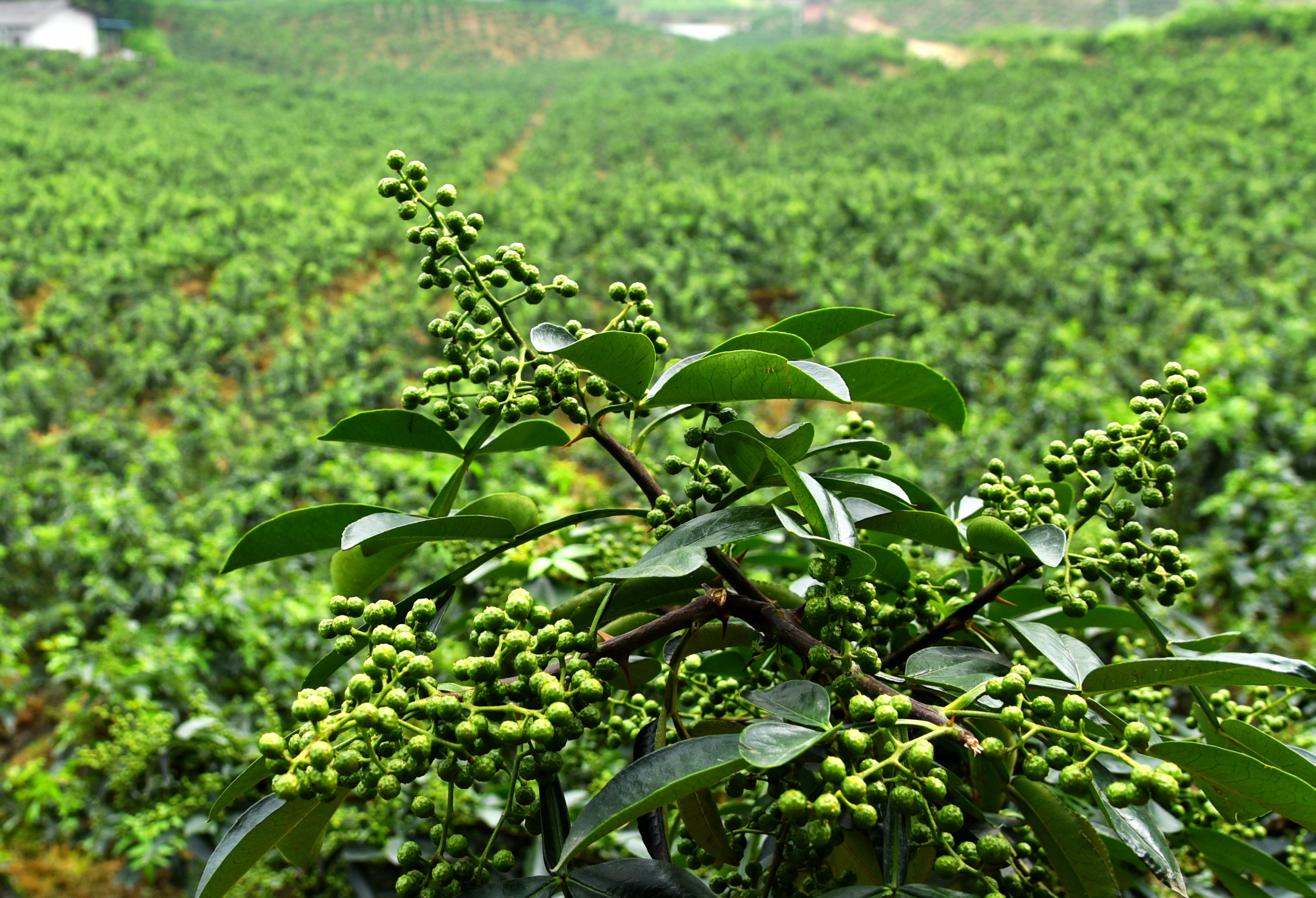 天知椒产业园花椒种植基地