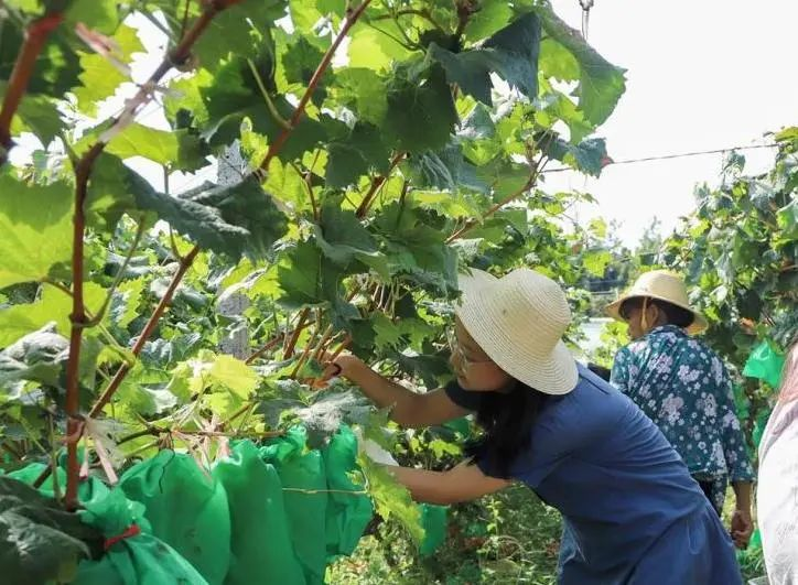 Visitors picking grapes (Source: Yunyang Converged Media Center)