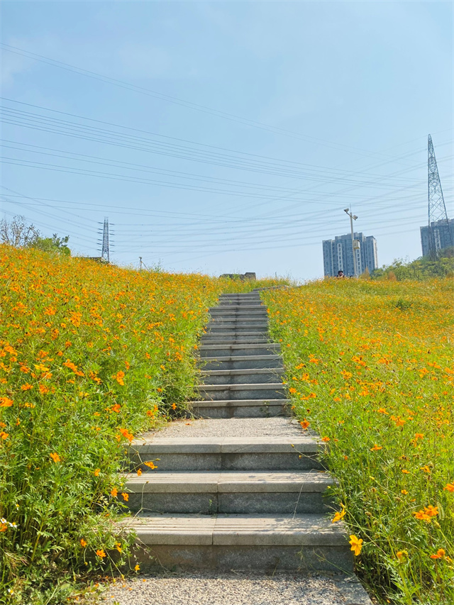 正值花期的硫华菊。刘成梦 摄