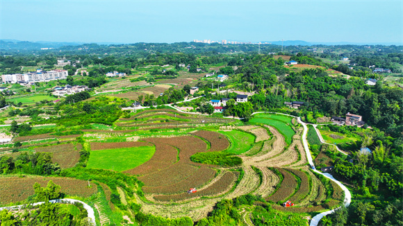 黃莊村高粱豐收。永興鎮(zhèn)供圖 華龍網(wǎng)發(fā)