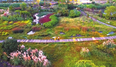 雙桂湖國家濕地公園梁山草甸景點，市民漫步在觀光步道上。記者 向成國 攝