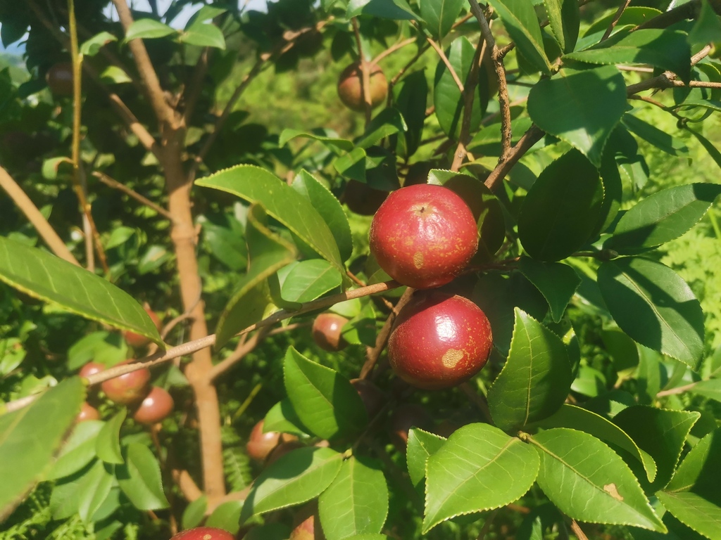 油茶果