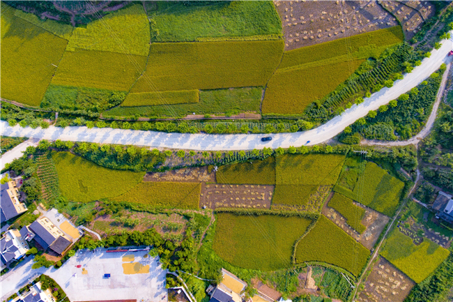 福祿鎮(zhèn)勝利村，鄉(xiāng)村公路如同白色的絲帶將金黃的稻田分割開來。璧山區(qū)委宣傳部供圖