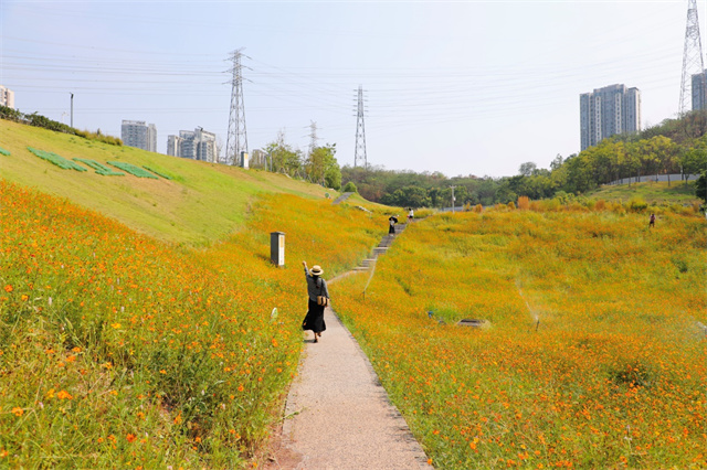 Visitors enjoyed the beautiful flowers at Gailanxi Sports Park (Photographed by Liu Chengmeng)