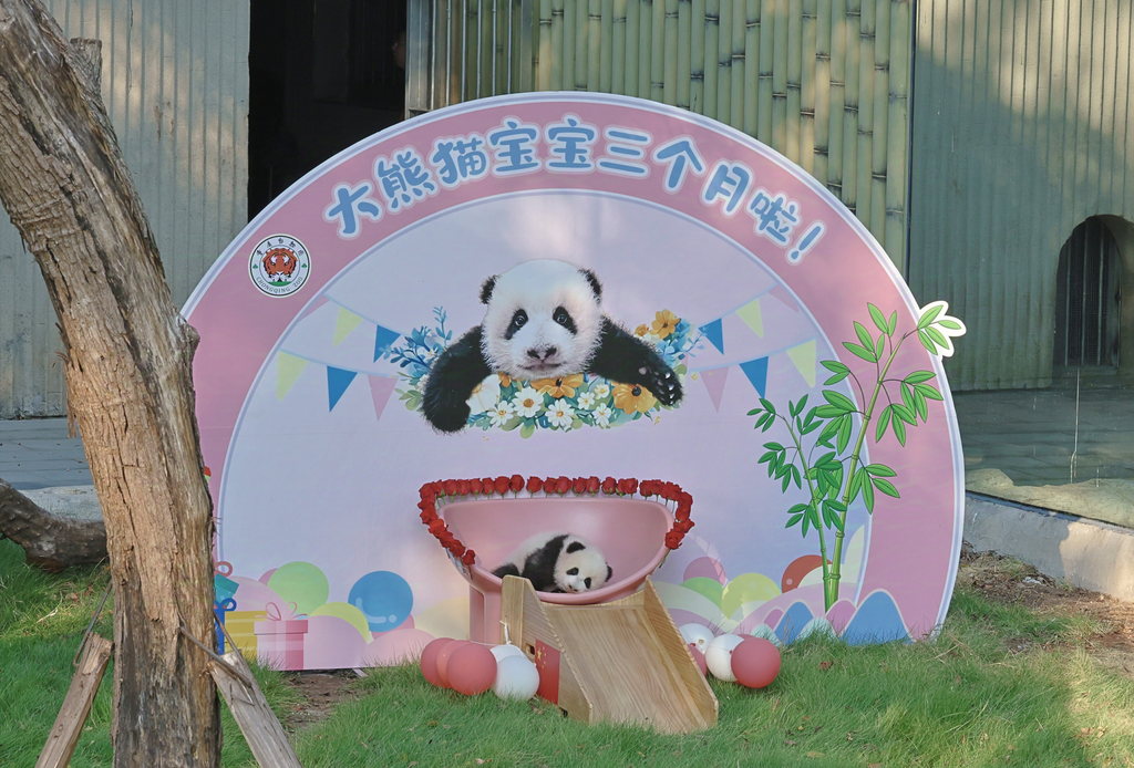 The cub of giant panda Haoqi (Photographed by Zhang Xiufeng)