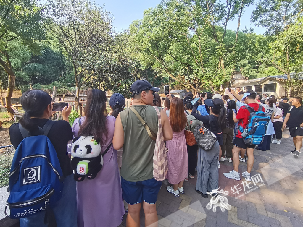 Many visitors have already gathered at the Panda House to admire the cuteness of "Haoqi's Baby"