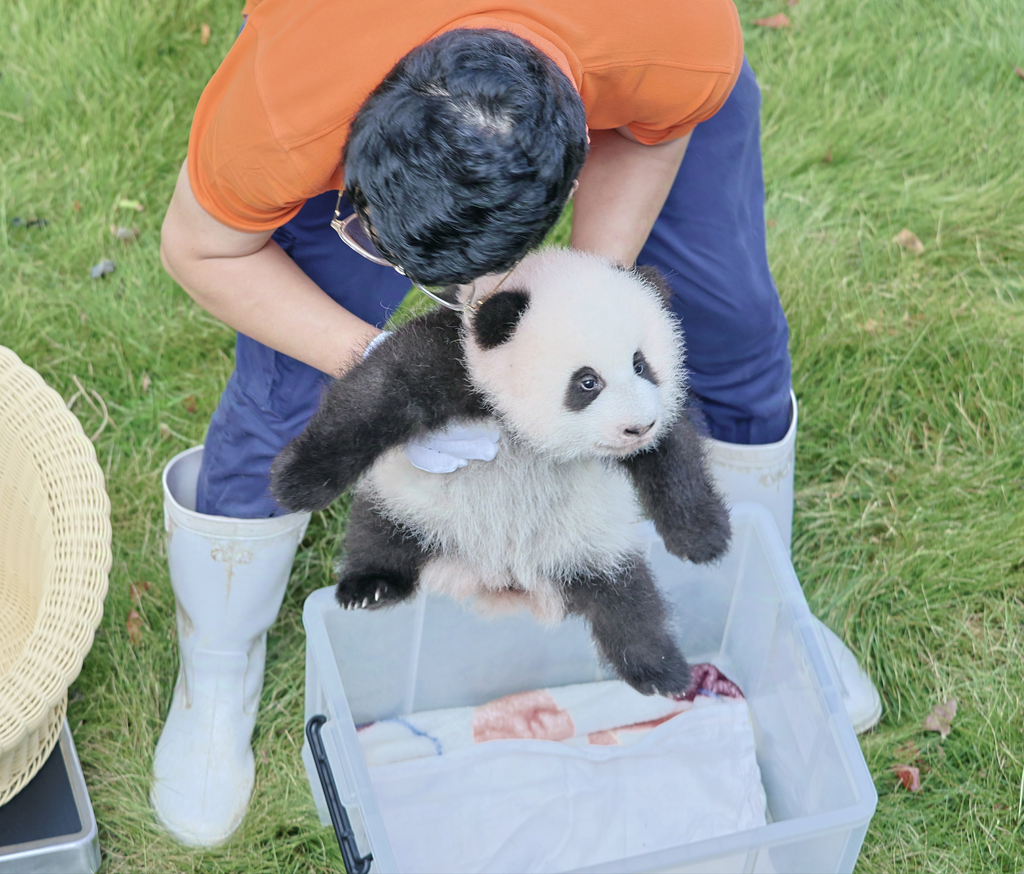 The cub of giant panda Haoqi (Photographed by Zhang Xiufeng)