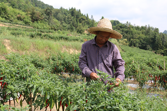 羅家村村民采摘辣椒。通訊員 黎帥 供圖