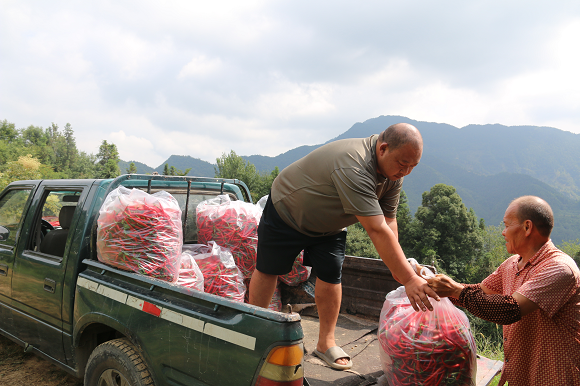 羅家村辣椒基地裝車。通訊員 范云夢 供圖