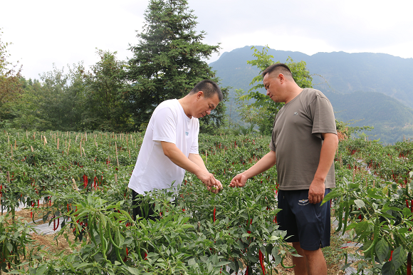 楊志奇在溶溪鎮(zhèn)羅家村辣椒種植基地走訪。通訊員 范云夢 供圖