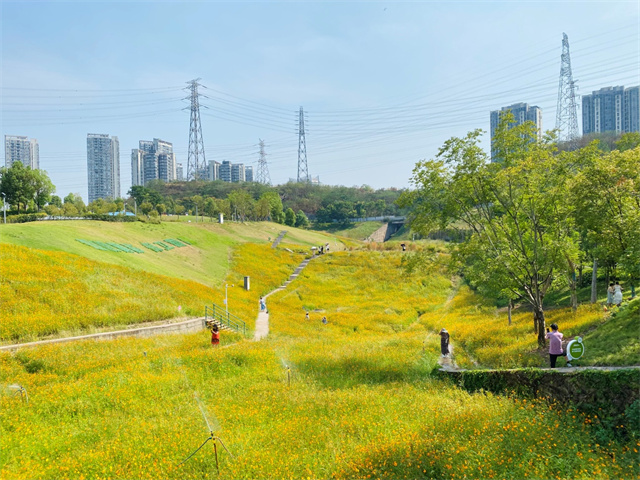 The golden cosmos sulphureus at Gailanxi Sports Park (Photographed by Liu Chengmeng)