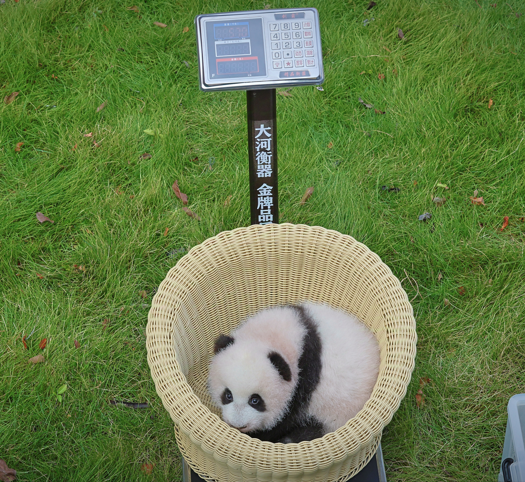 The cub of giant panda Haoqi (Photographed by Zhang Xiufeng)