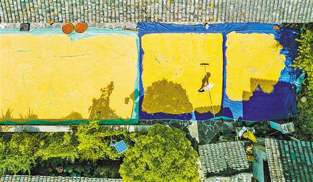 On September 4, in Huatian Township, Youyang County, villagers were busy drying harvested rice in their courtyards