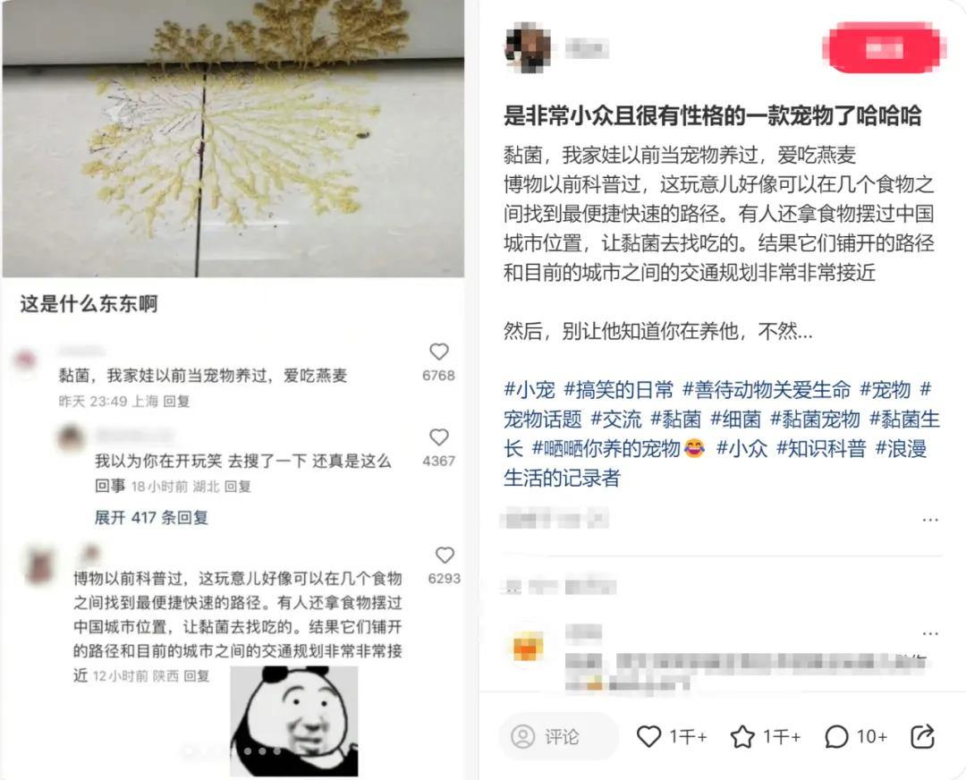 不养蚕宝宝，养黏菌！现在小学生的宠物越来越逆天，网友：这是养细菌吗？