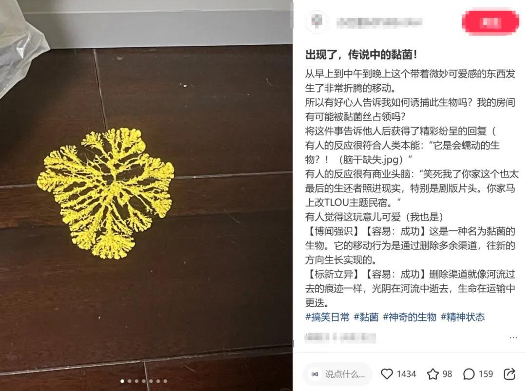 不养蚕宝宝，养黏菌！现在小学生的宠物越来越逆天，网友：这是养细菌吗？