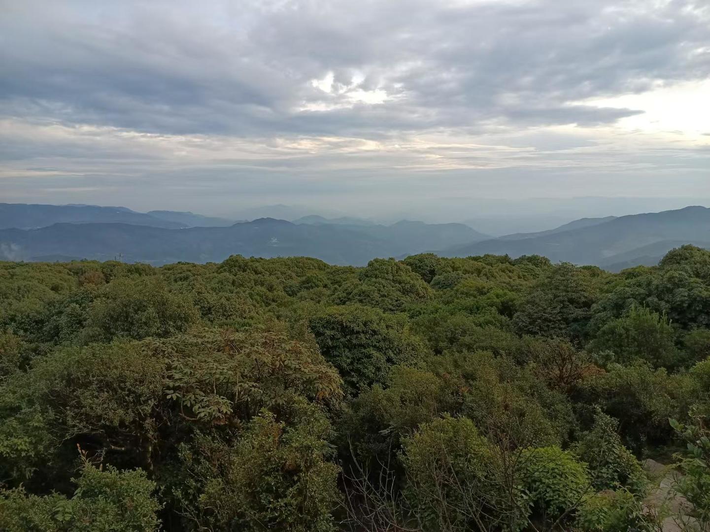 云南哀牢山发现“世界最神秘的鸟”，野外仅千只！对话发现者：连续4年在哀牢山发现