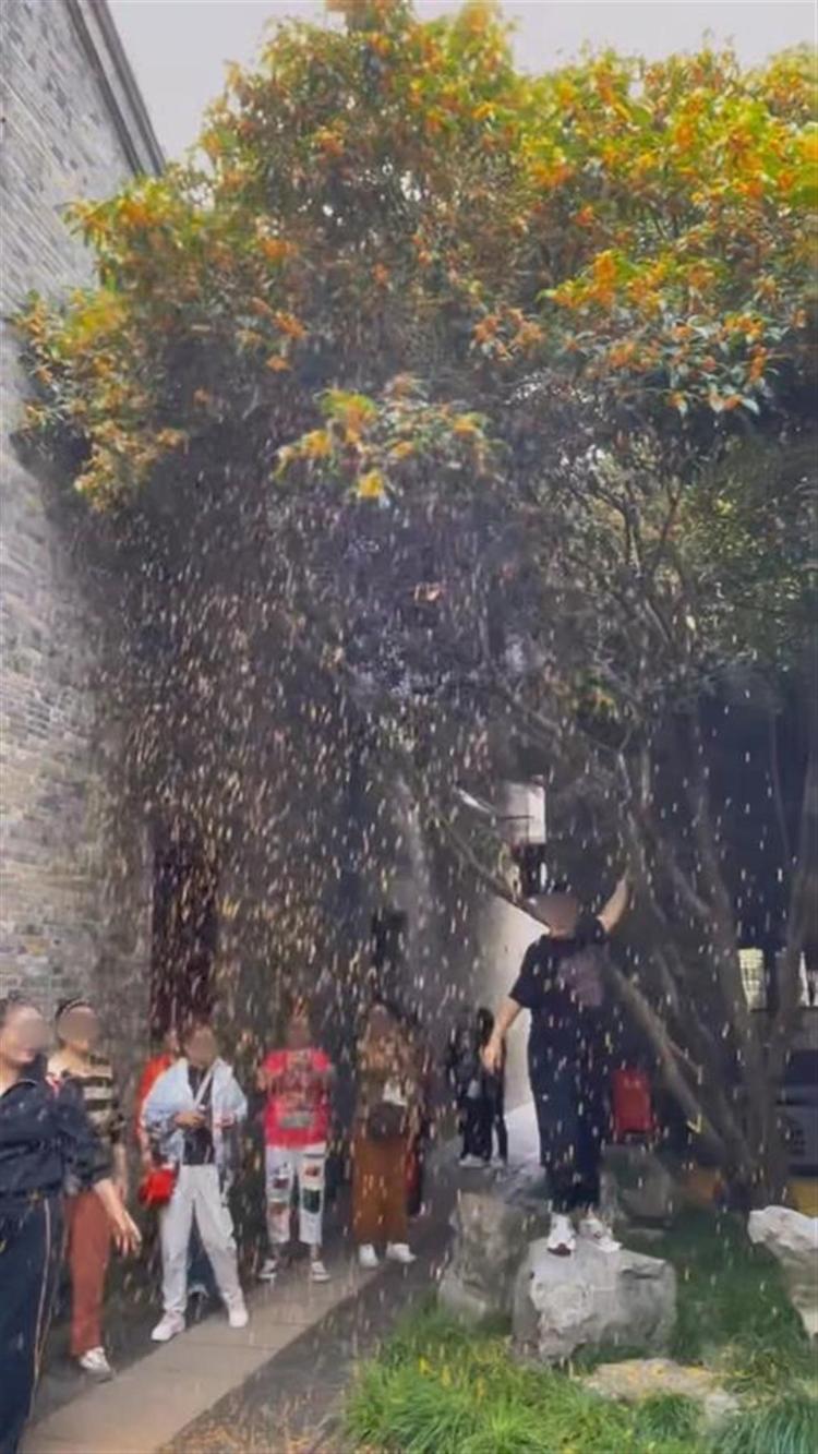 大妈在“晚清第一园”何园内猛摇金桂造“桂花雨”拍照，景区回应