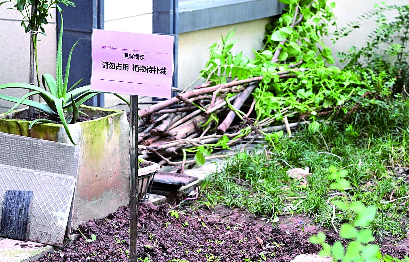 为建“私家菜园”“私家花园” 这个小区低层住户竟毁绿地封消防通道