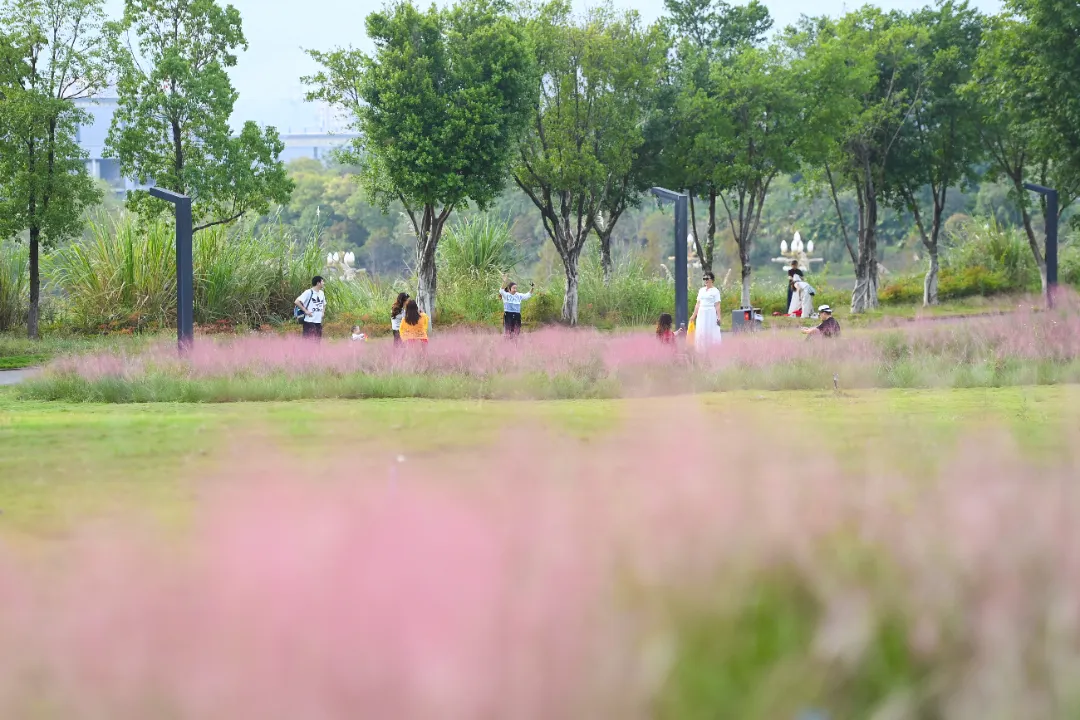 打卡秋季限时浪漫！被重庆这些粉黛花海“圈粉”了