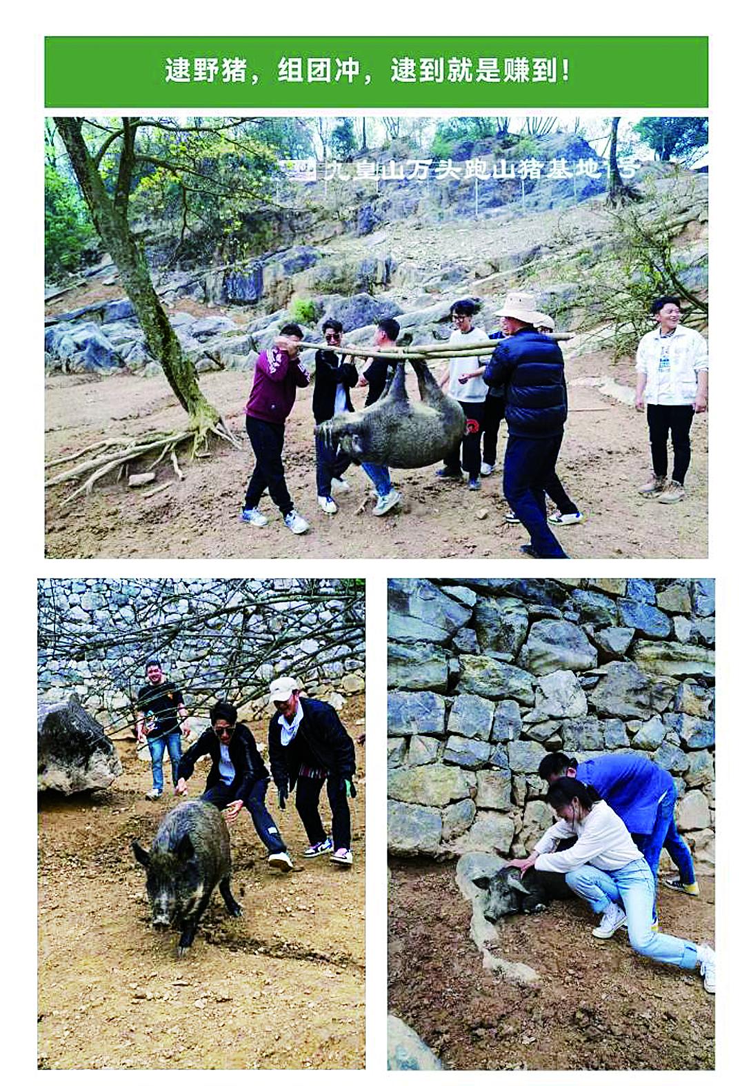 抓到“野猪” 可以免费带走？ 绵阳北川九皇山景区：已取消“徒手逮猎”项目