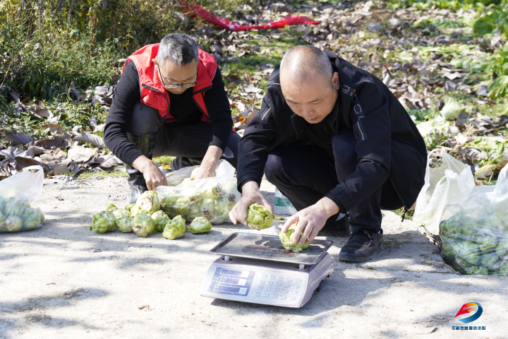 丰都早熟青菜头抢“鲜”上市