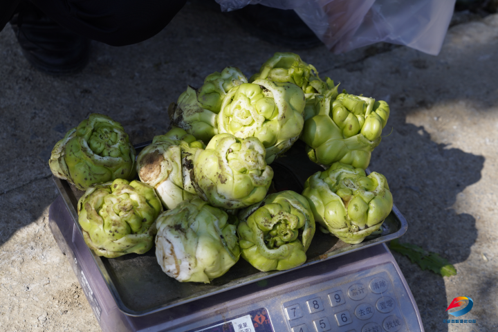 丰都早熟青菜头抢“鲜”上市