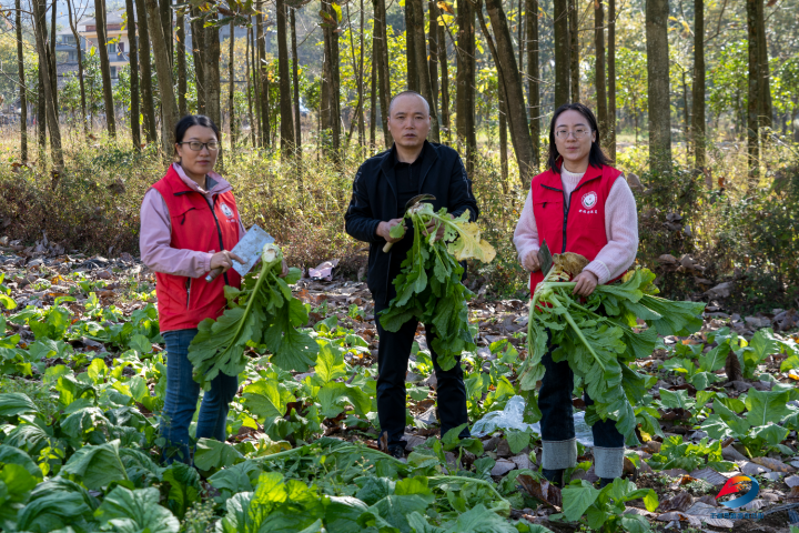 豐都早熟青菜頭搶“鮮”上市