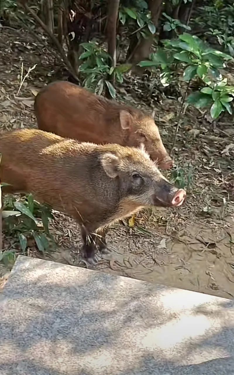 多地野猪频现！专家称“不可食用野猪”的规定稍显落后