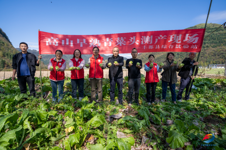 丰都早熟青菜头抢“鲜”上市