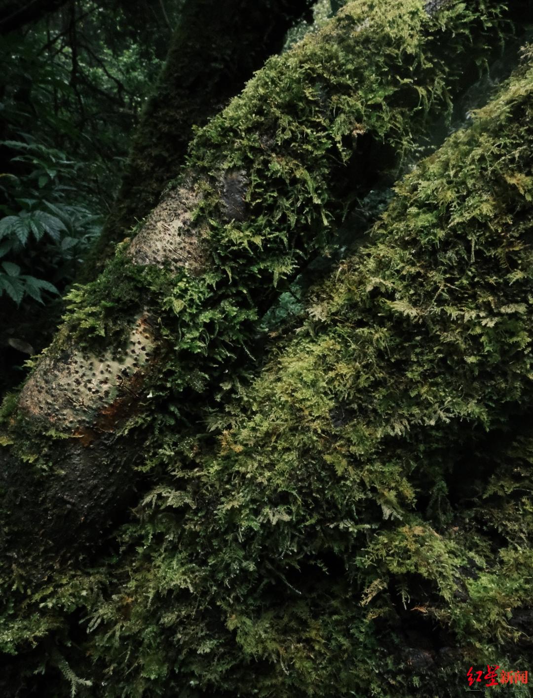 探访走红的哀牢山：部分区域已被开发成景区，当地人不敢贸然进入深山