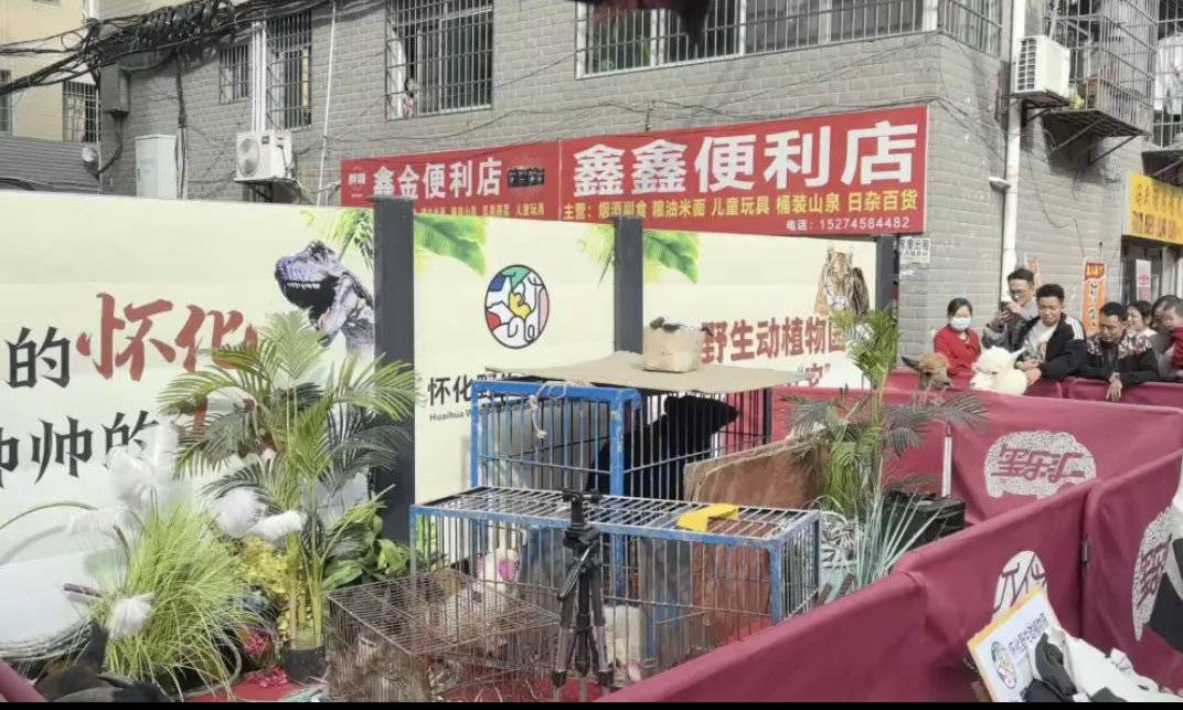 晓华理发店爆火后当地拉来黑熊展示 林业部门称未报备已及时制止