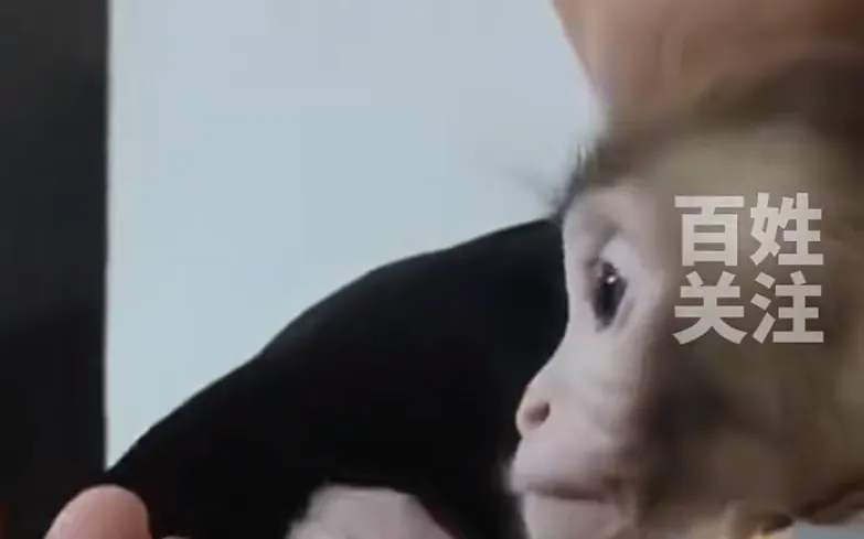 女子救下猕猴养半年 官方:涉嫌违法