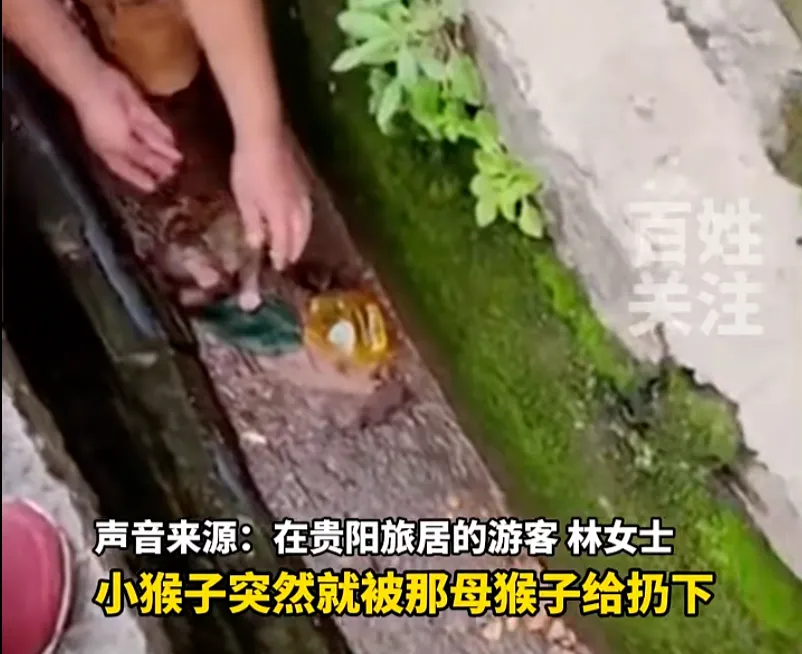 女子救下猕猴养半年 官方:涉嫌违法