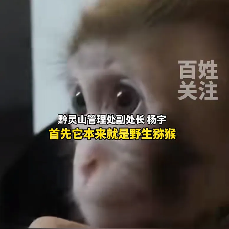女子救下猕猴养半年 官方:涉嫌违法