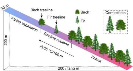 最新研究：气候变暖加速喜马拉雅山高山树线向高海拔扩张