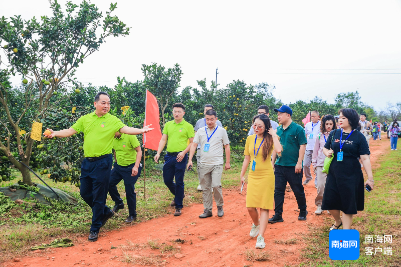 全国网媒行走进海垦福橙基地：品福橙甘甜清冽 看科技赋能农业