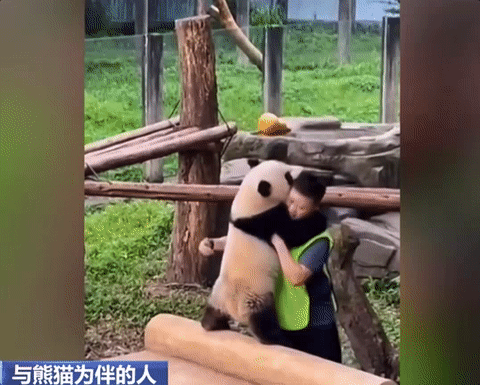 重庆大熊猫爱吃啥子?当然是“huo go”~