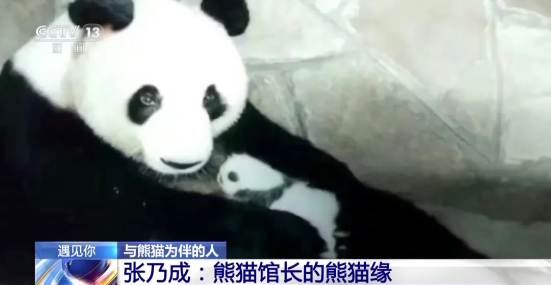 重庆大熊猫爱吃啥子?当然是“huo go”~