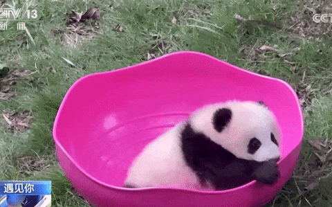 重庆大熊猫爱吃啥子?当然是“huo go”~