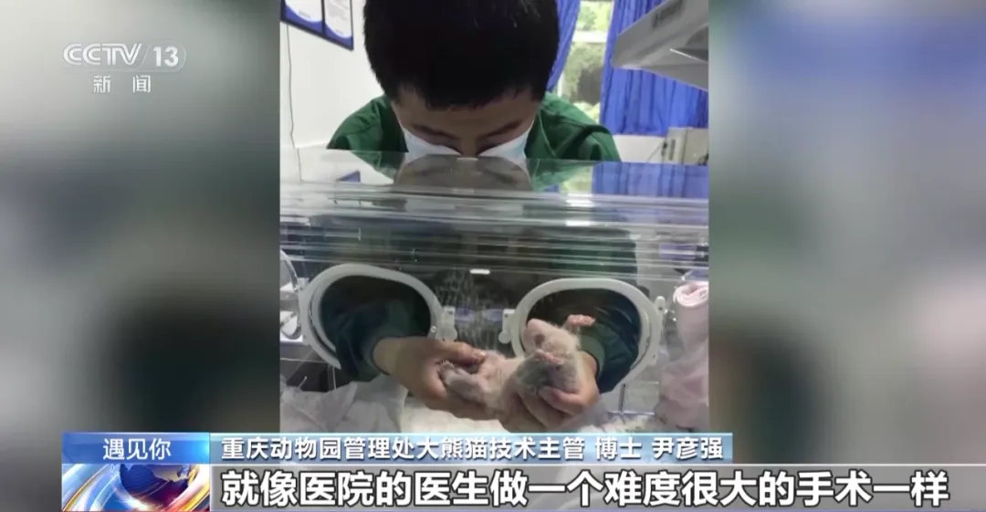 重庆大熊猫爱吃啥子?当然是“huo go”~