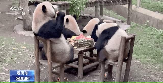 重庆大熊猫爱吃啥子?当然是“huo go”~