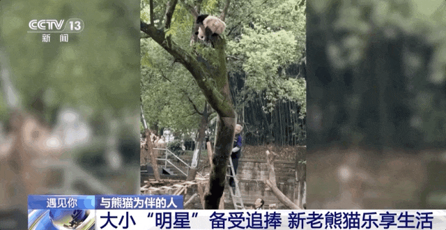 重庆大熊猫爱吃啥子?当然是“huo go”~