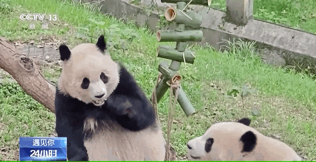 重庆大熊猫爱吃啥子?当然是“huo go”~