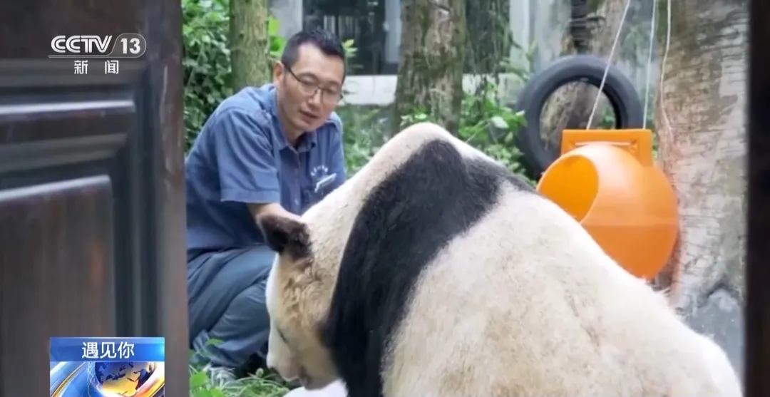 重庆大熊猫爱吃啥子?当然是“huo go”~