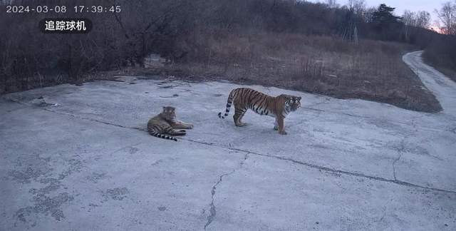 黑龙江勃利猛虎进村背后：东北虎发情季活动范围增大，近年东北野外公路“偶遇”多