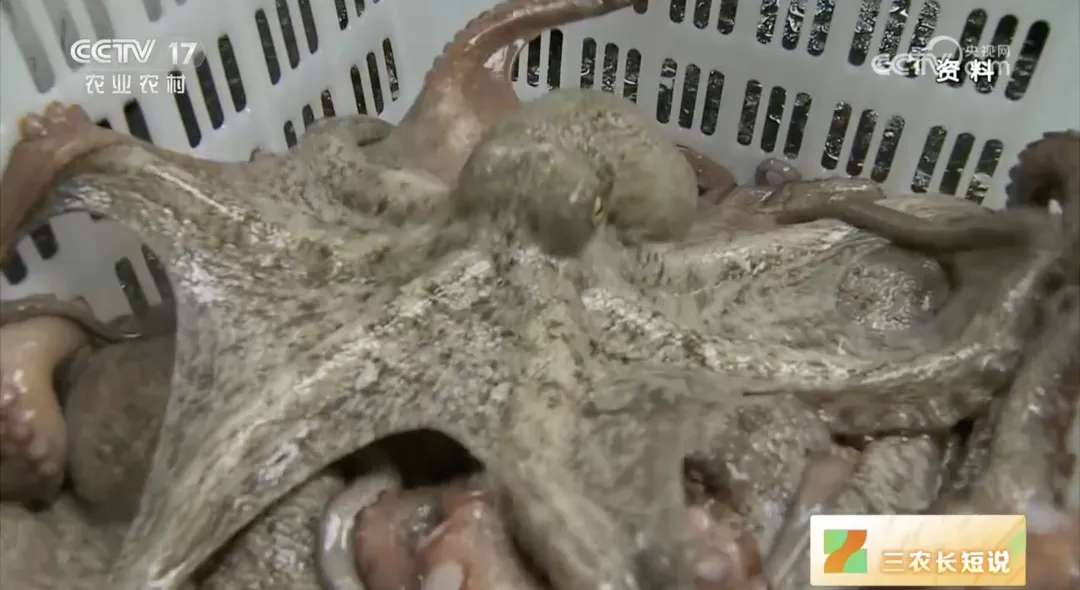 下架!很多人爱吃,70%以上竟是假的