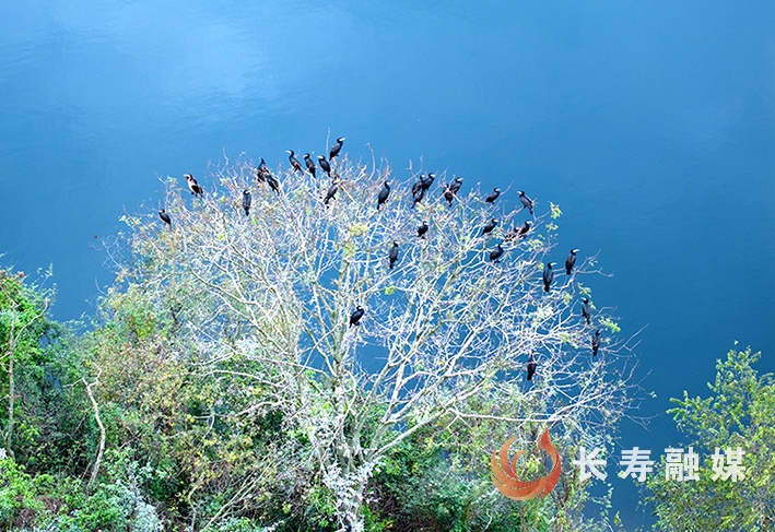 长寿湖迎来远方“客人”