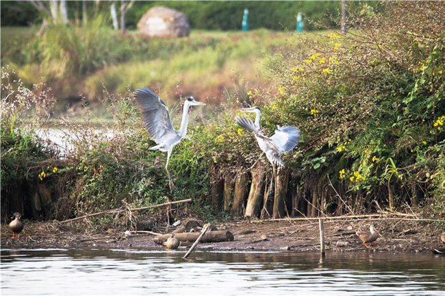 雙桂湖國家濕地公園，兩只蒼鷺在湖面上嬉戲。梁平區(qū)融媒體中心記者 高柔 攝