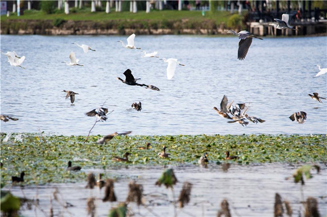 雙桂湖國家濕地公園，大批候鳥在湖面上或棲息、或翱翔。梁平區(qū)融媒體中心記者 高柔 攝